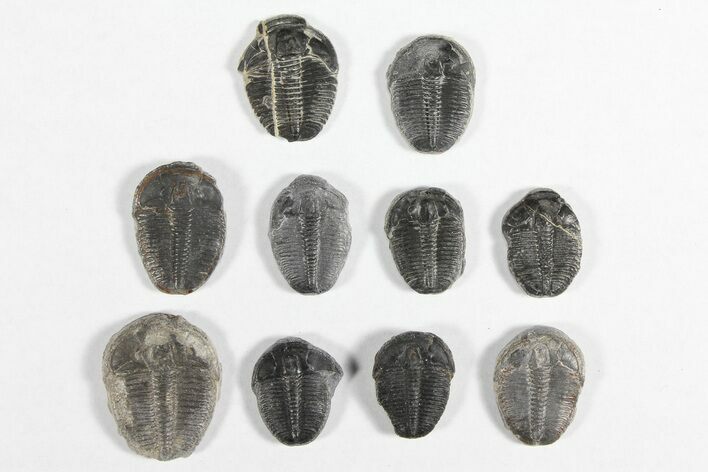 Lot: / Elrathia Trilobites - Pieces #92009